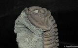 Very Large Flexicalymene Trilobite - Indiana #1003-1